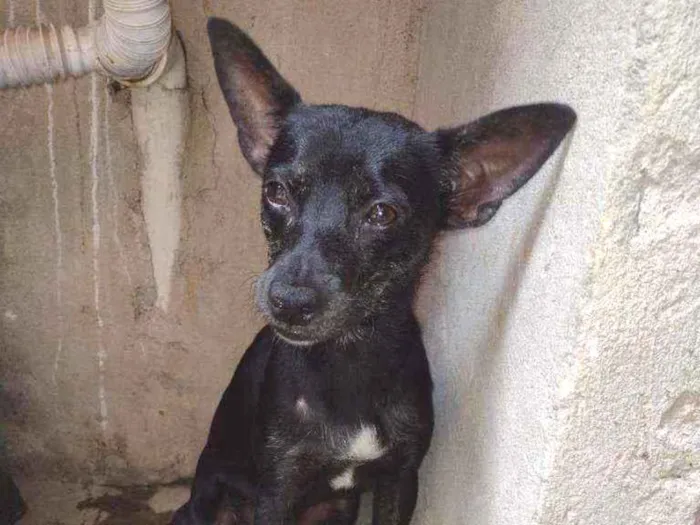 Cachorro ra a Não sei idade 7 a 11 meses nome Belinha