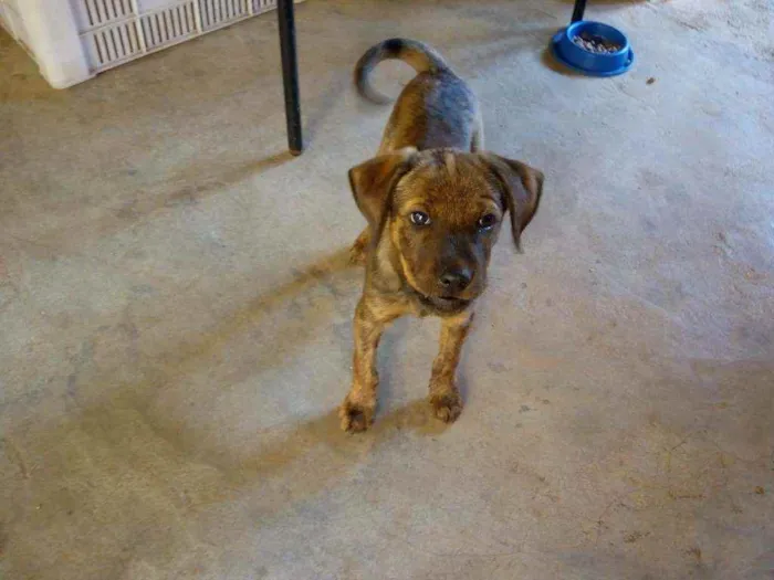 Cachorro raça Viralata idade 2 a 6 meses nome Joe