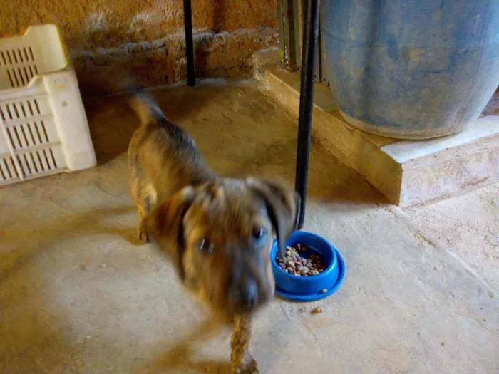 Cachorro raça Viralata idade 2 a 6 meses nome Joe
