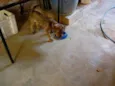 Joe