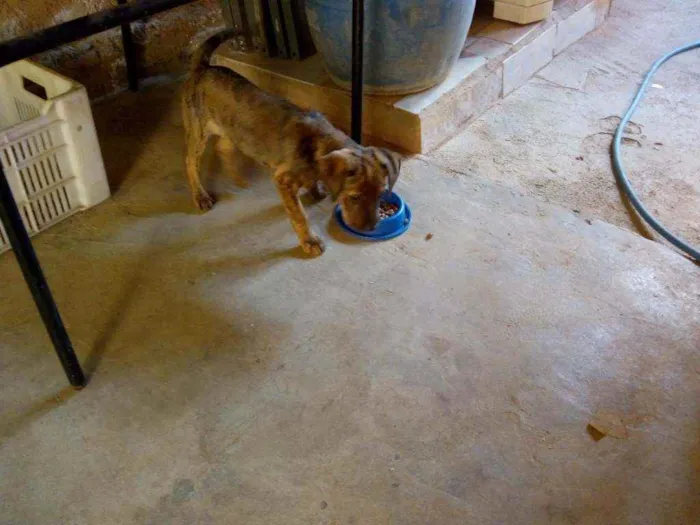 Cachorro raça Viralata idade 2 a 6 meses nome Joe