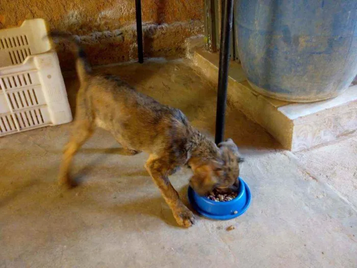 Cachorro raça Viralata idade 2 a 6 meses nome Joe