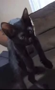 Pretinha
