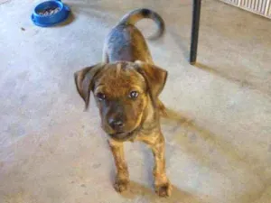 Cachorro raça Viralata idade 2 a 6 meses nome Joe