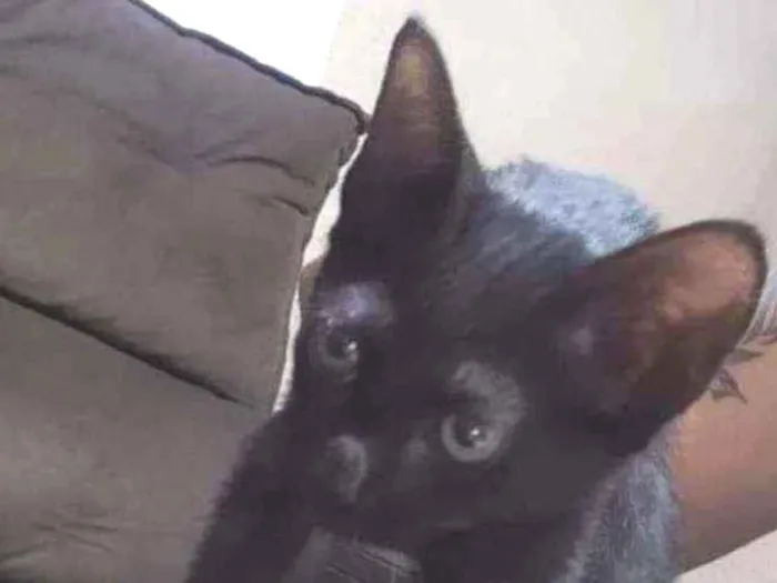 Gato ra a SRD idade 2 a 6 meses nome Pretinha