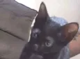 Pretinha