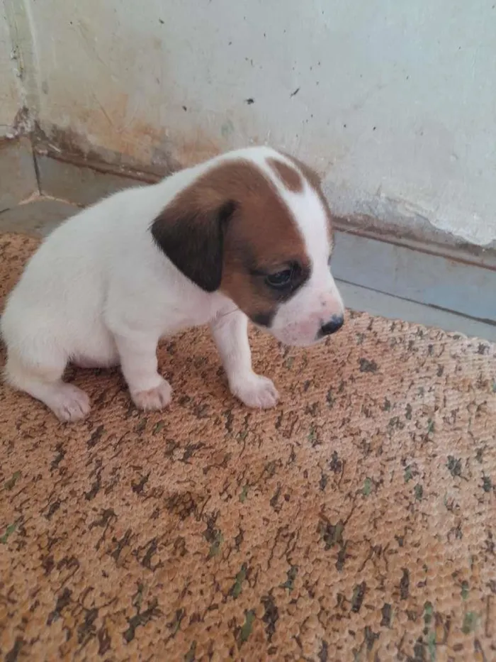 Cachorro ra a SRD-ViraLata idade Abaixo de 2 meses nome muitos