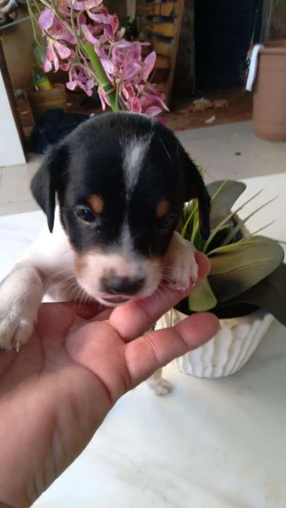 Cachorro ra a SRD-ViraLata idade Abaixo de 2 meses nome muitos