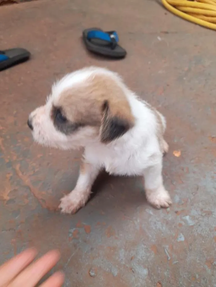 Cachorro ra a SRD-ViraLata idade Abaixo de 2 meses nome muitos