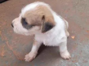 Cachorro raça SRD-ViraLata idade Abaixo de 2 meses nome muitos