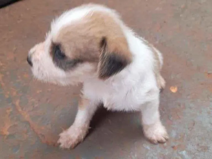 Cachorro ra a SRD-ViraLata idade Abaixo de 2 meses nome muitos