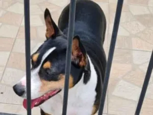 Cachorro raça SRD-ViraLata idade 4 anos nome Robinho