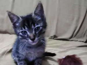 Gato raça Srd idade Abaixo de 2 meses nome Valentim