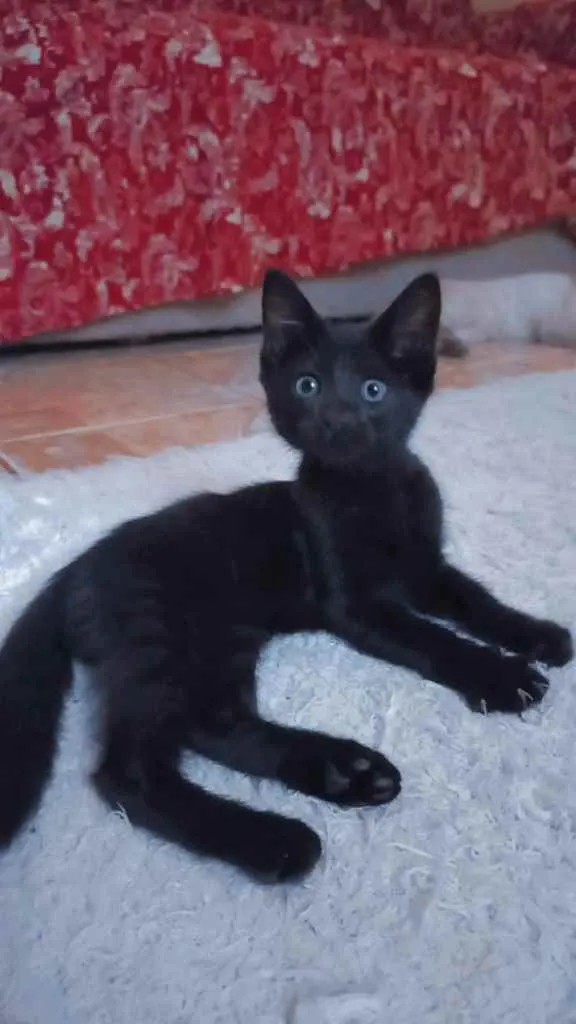 Gato ra a Não sei idade 2 a 6 meses nome Luna