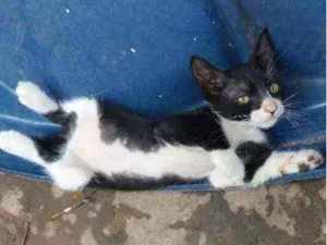 Gato raça Srd idade 2 a 6 meses nome Nenhum