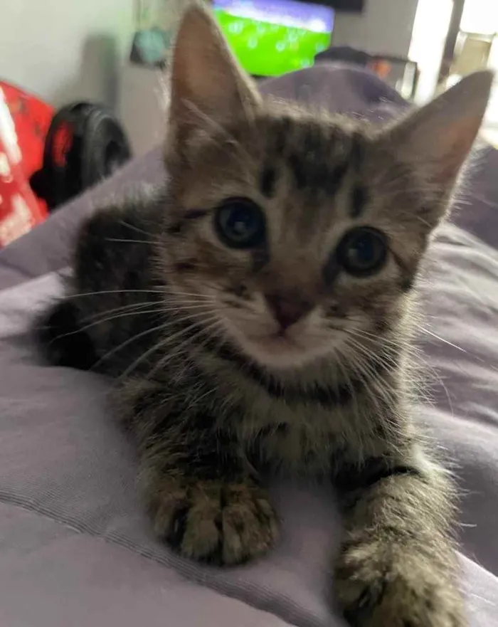 Gato ra a Sem raca definida idade Abaixo de 2 meses nome Maui