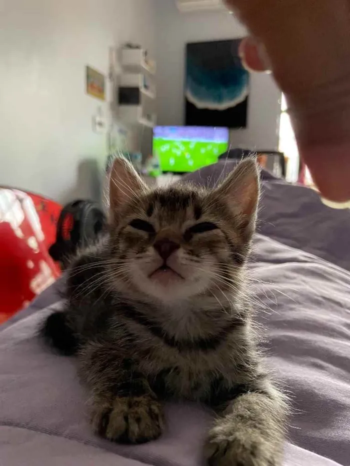 Gato ra a Sem raca definida idade Abaixo de 2 meses nome Maui
