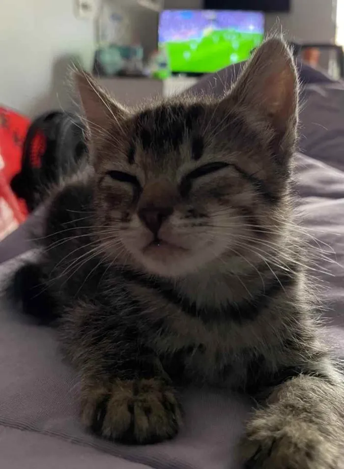Gato ra a Sem raca definida idade Abaixo de 2 meses nome Maui