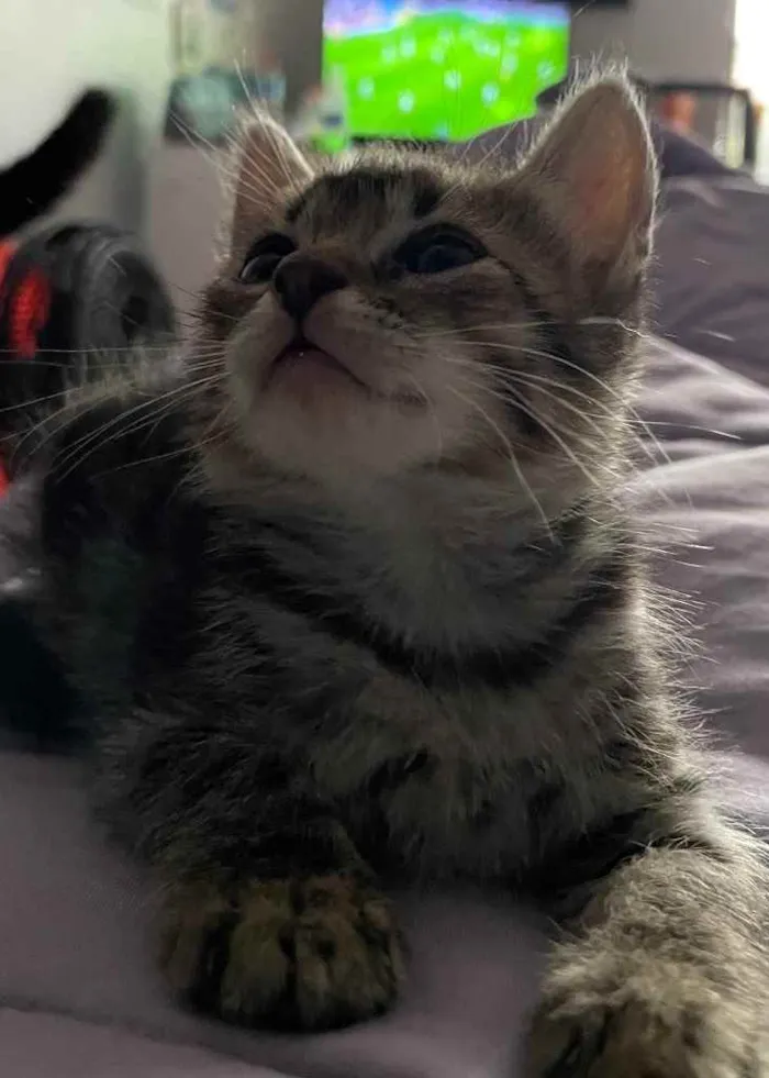 Gato ra a Sem raca definida idade Abaixo de 2 meses nome Maui