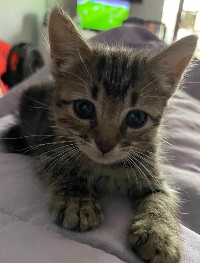Gato ra a Sem raca definida idade Abaixo de 2 meses nome Maui
