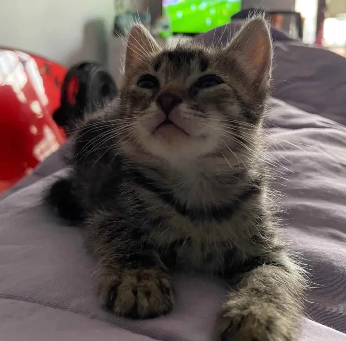 Gato ra a Sem raca definida idade Abaixo de 2 meses nome Maui