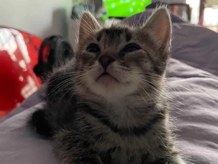 Gato ra a Sem raca definida idade Abaixo de 2 meses nome Maui