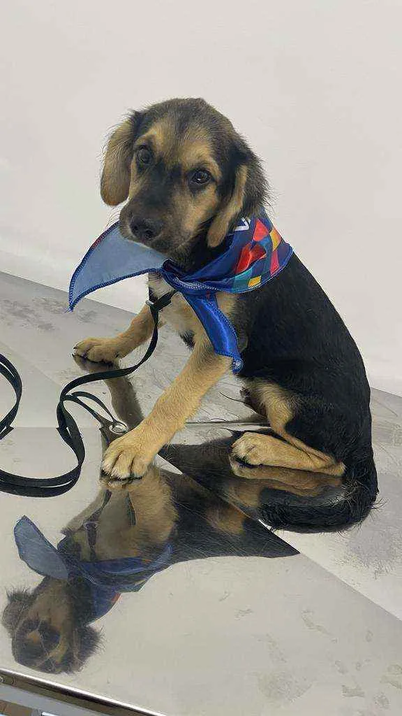 Cachorro raça Sem raça definida idade 2 a 6 meses nome Fred