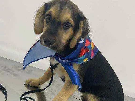 Cachorro raça Sem raça definida idade 2 a 6 meses nome Fred