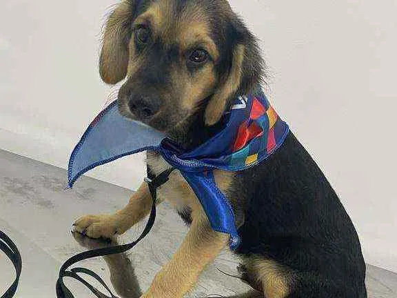 Cachorro raça Sem raça definida idade 2 a 6 meses nome Fred