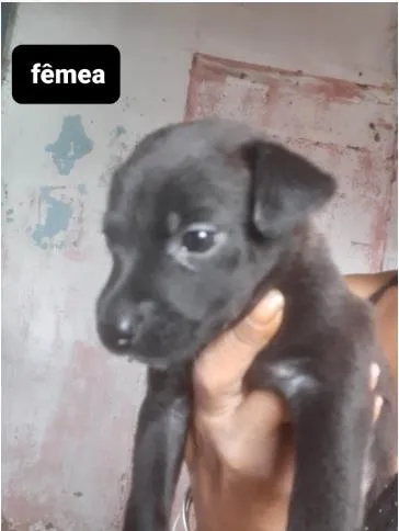 Cachorro ra a SRD idade Abaixo de 2 meses nome Filhotes01