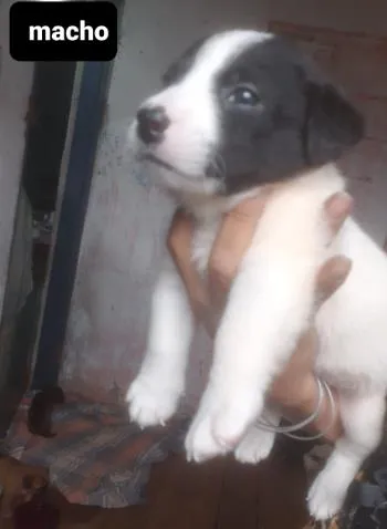 Cachorro ra a SRD idade Abaixo de 2 meses nome Filhotes01