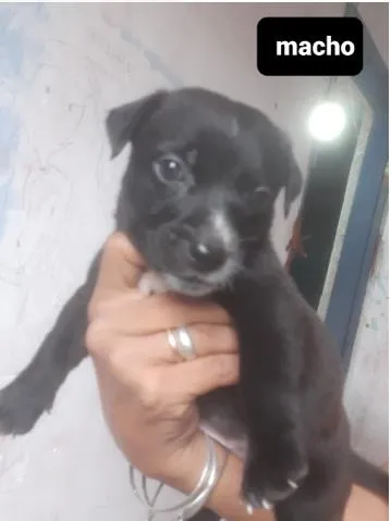 Cachorro ra a SRD idade Abaixo de 2 meses nome Filhotes01