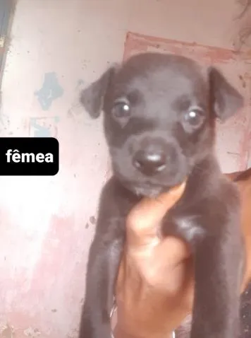 Cachorro ra a SRD idade Abaixo de 2 meses nome Filhotes01