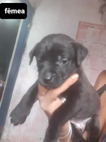 Cachorro ra a SRD idade Abaixo de 2 meses nome Filhotes01