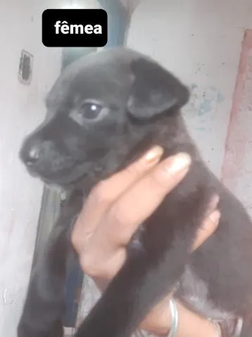 Cachorro ra a SRD idade Abaixo de 2 meses nome Filhotes01