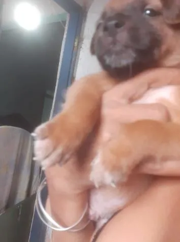 Cachorro ra a SRD idade Abaixo de 2 meses nome Filhotes01