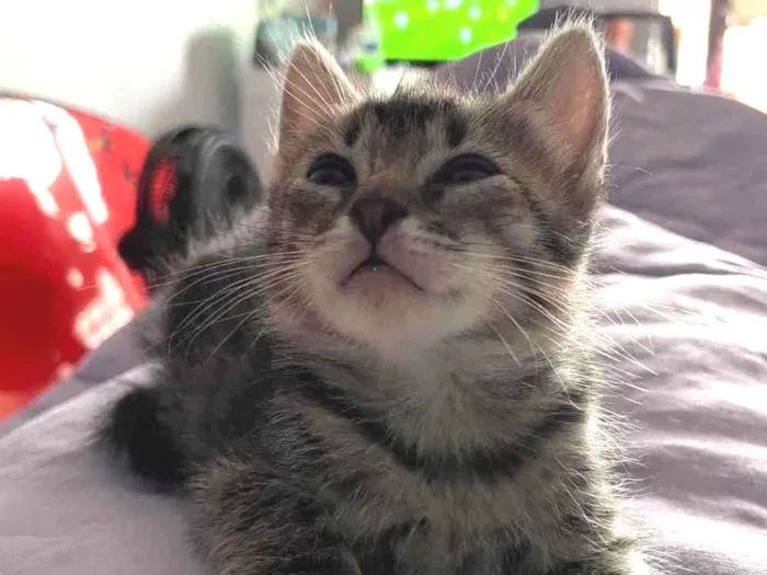 Gato ra a Sem raca definida idade Abaixo de 2 meses nome Maui