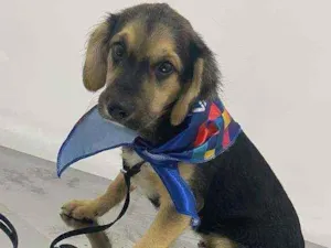 Cachorro raça Sem raça definida idade 2 a 6 meses nome Fred