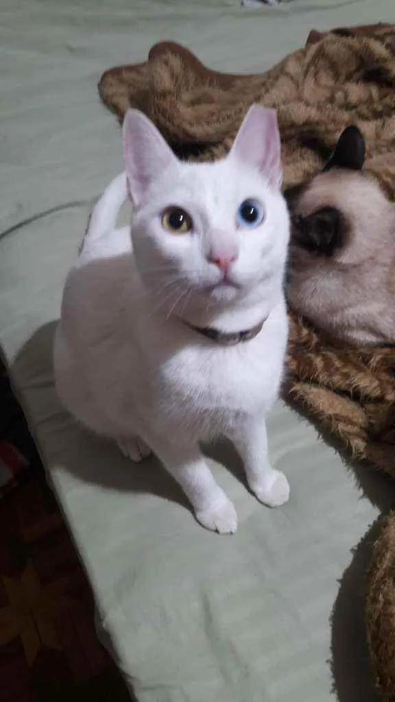 Gato ra a Comum idade 2 anos nome Lili