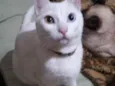 Lili