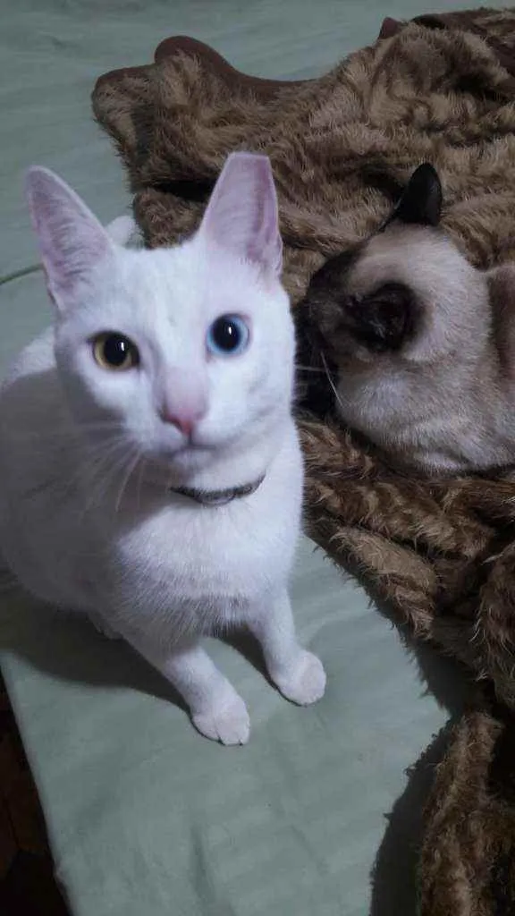 Gato ra a Comum idade 2 anos nome Lili