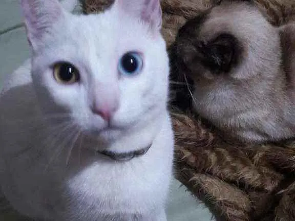 Gato ra a Comum idade 2 anos nome Lili