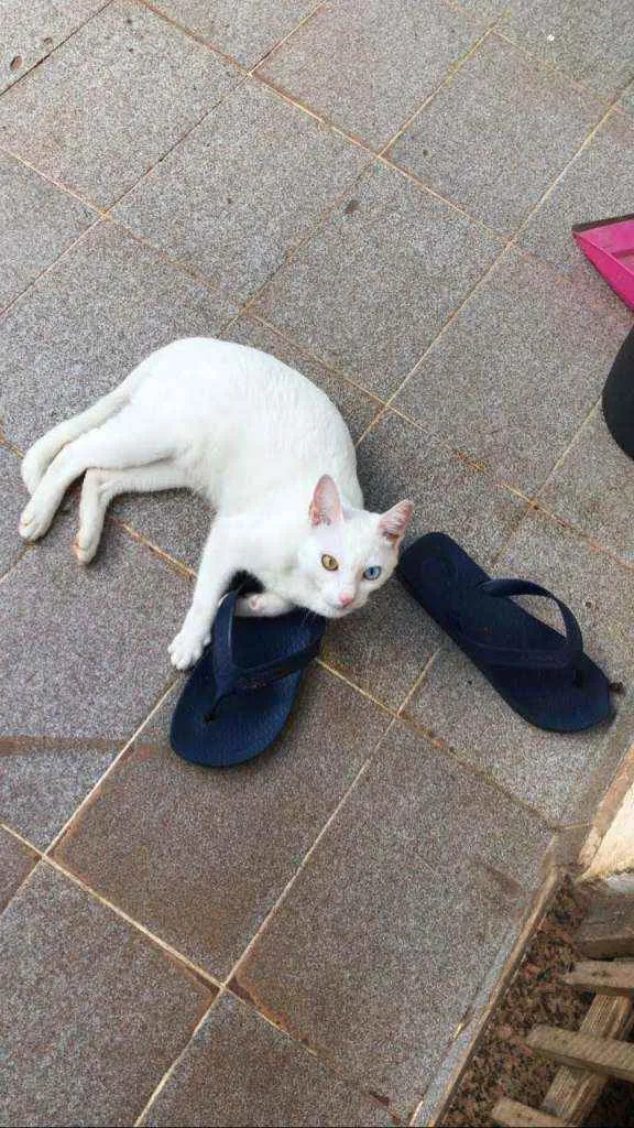 Gato ra a Comum idade 2 anos nome Lili