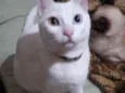 Lili