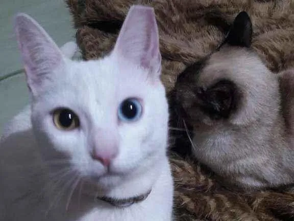 Gato ra a Comum idade 2 anos nome Lili