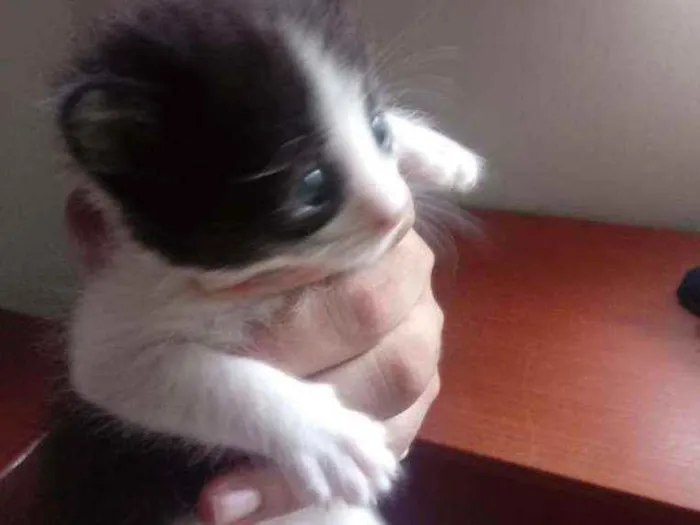 Gato raça SRD idade 2 a 6 meses nome MANU