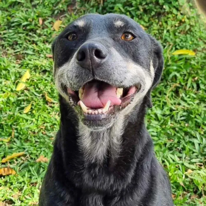Cachorro ra a srd idade 6 ou mais anos nome NATY