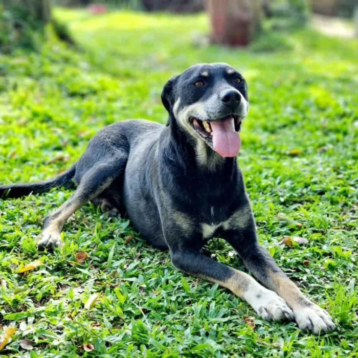 Cachorro ra a srd idade 6 ou mais anos nome NATY
