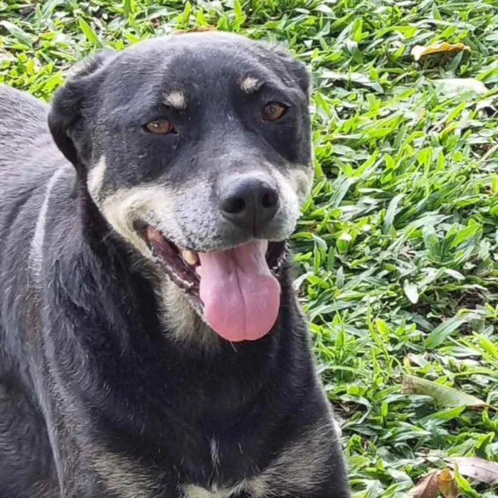 Cachorro ra a srd idade 6 ou mais anos nome NATY