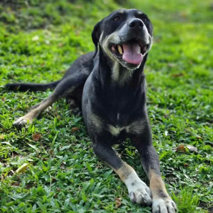 Cachorro ra a srd idade 6 ou mais anos nome NATY